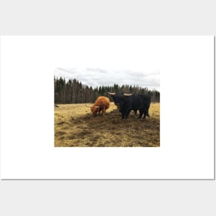 Scottish Highland Cattle Cow and Bull 2367 Posters and Art